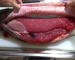 What to do with caviar humpbacks frozen, cooled - how to clean, salin: culinary tips, recipes