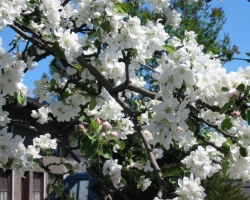 Ce que la pomme et la poire fleurissent en août: signes folkloriques. Quels sont les jardins qui fleurissent à la fin de l'été, à l'automne: Raisons