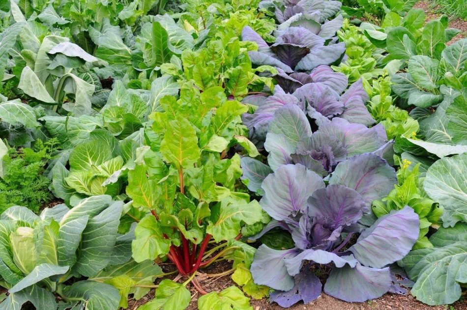 Beautiful cabbage beds