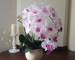 How to transplant an orchid at home: terms, frequency. What are the substrate from the orchid transplant made of?