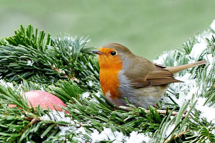 Любоваться птицами на зимовке - красота природы доступная каждому человеку