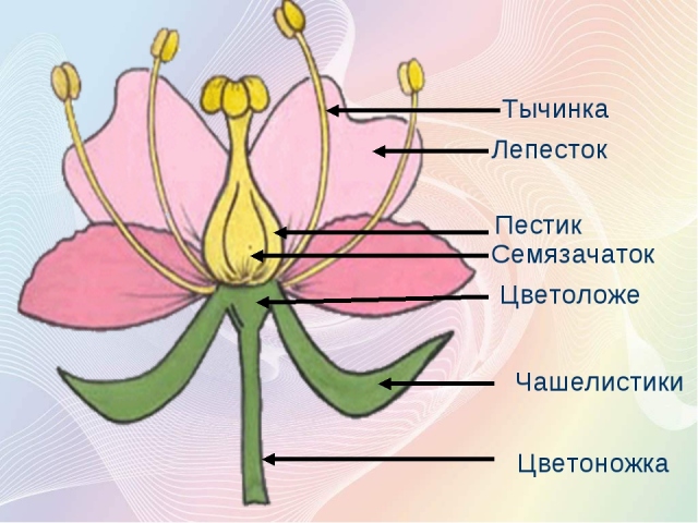 Пестик и тычинка – главные части цветка: как происходит размножение растений?