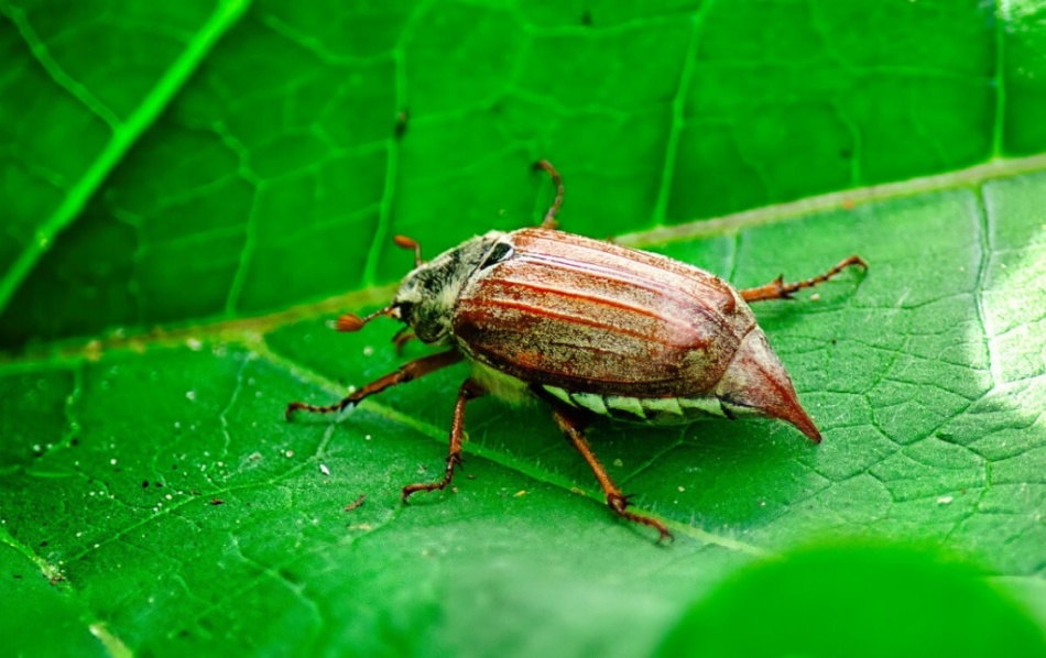 Le scarabée faisait un rêve dans un rêve.