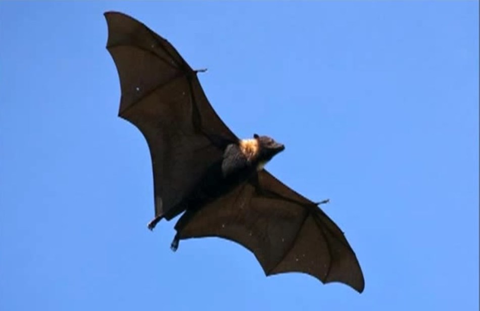What does it mean if you kill a bat?