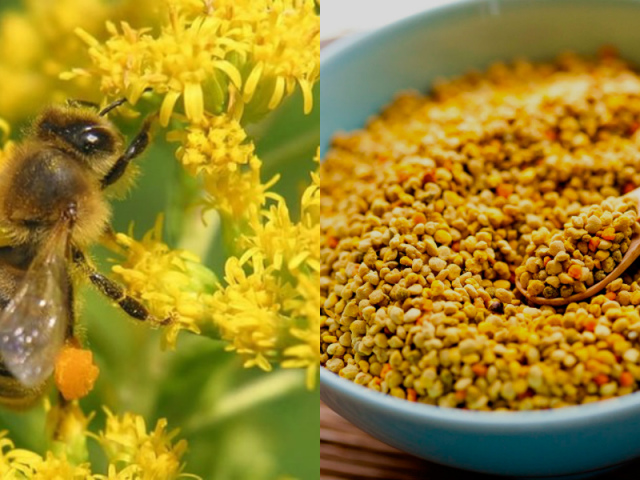Что лечит цветочная пчелиная пыльца? Рецепты применения в народной медицине и косметологии, полезные свойства и противопоказания, химический состав и витамины пчелиной цветочной пыльцы