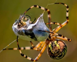 Pajkova žuželka ali žival? Zakaj pajkova žuželka ni?