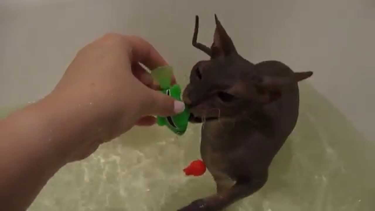 Сфинксы любят играть во время купания