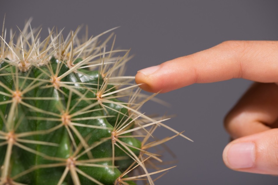 Как вытащить занозу от кактуса из-под ногтя?