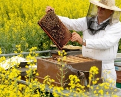 Minden a méhekről és a méhészetről kezdőknek - hol kezdjem, hogyan kell gondozni a méheket, a takarmányt és a méheket: leírás, videó. Szövetségi törvény a méhészetről: tartalom. Termékek méhészethez Kínából - Hogyan rendeljünk az AliExpress -en: Linkek a katalógushoz