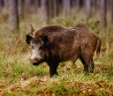 Babi Liar: Deskripsi Hewan Untuk Anak -Anak Kelas 4, Untuk Pelajaran Dunia Di Sekitar