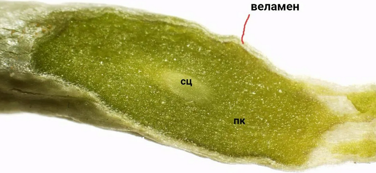 The structure of the orchid root