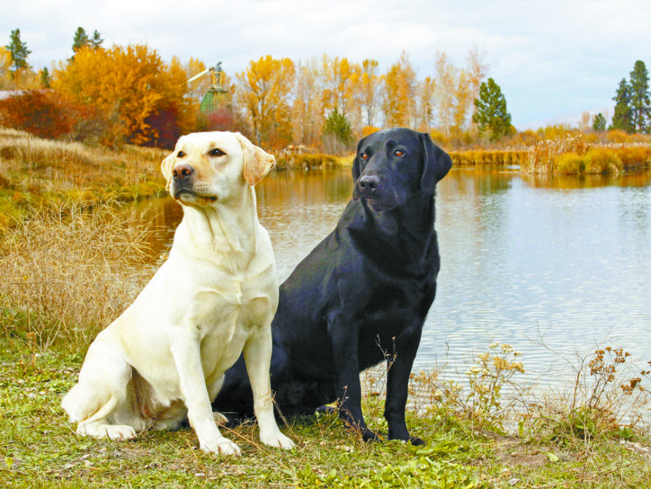 Durante la pesca da pesca, i Labradors erano sempre accanto ai proprietari