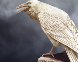 „White Raven”: A kifejezés eredete, közvetlen és ábrás jelentése, magyarázat egy szóban, a mondatok példái