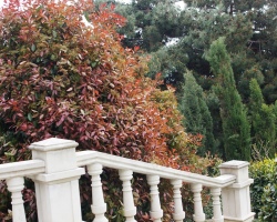 Beautiful decorative bushes are frost -resistant, windproof for decorating and protecting the country site from the wind: name, description, examples of use in landscape design, in the country