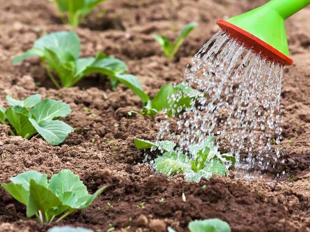 ¿Cómo alimentar el repollo para la formación de una cabeza? ¿Cómo alimentar el repollo después de plantar en el suelo? Cómo y qué alimentar el repollo: métodos populares, recomendaciones, revisiones