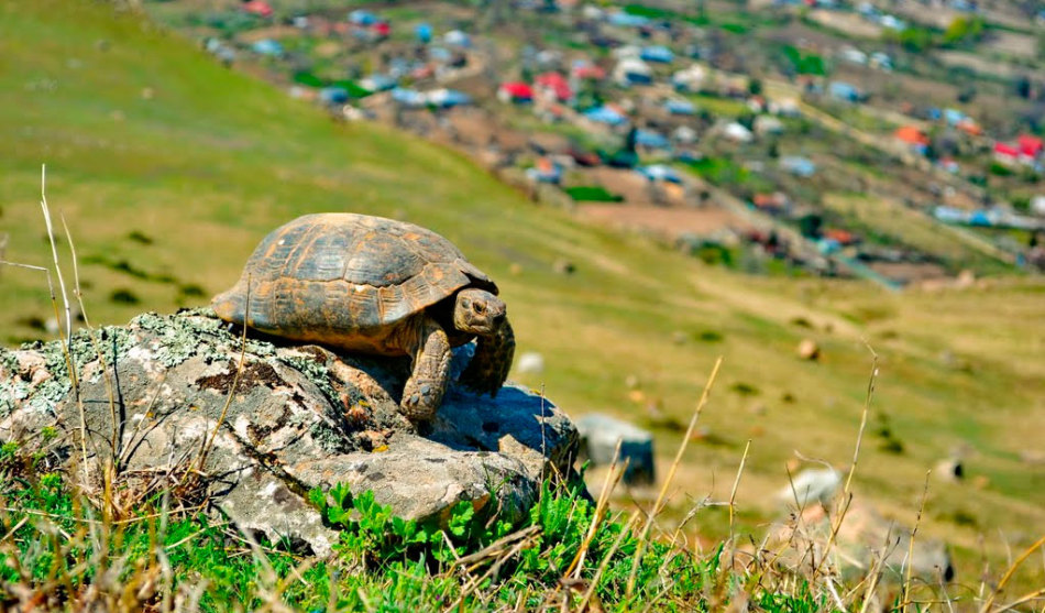 Средиземноморская черепаха - большая любительница понежиться на солнышке