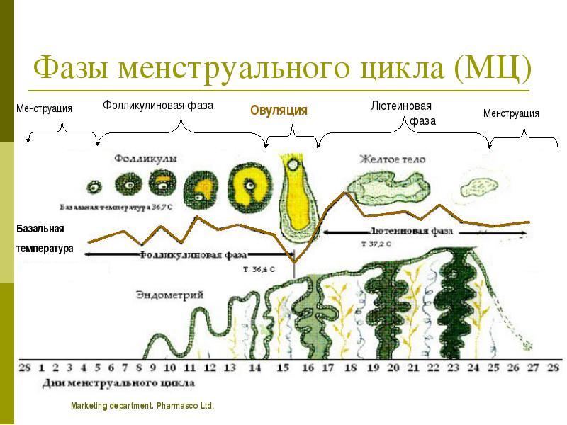 Уз картина 1 фазы мц что это значит