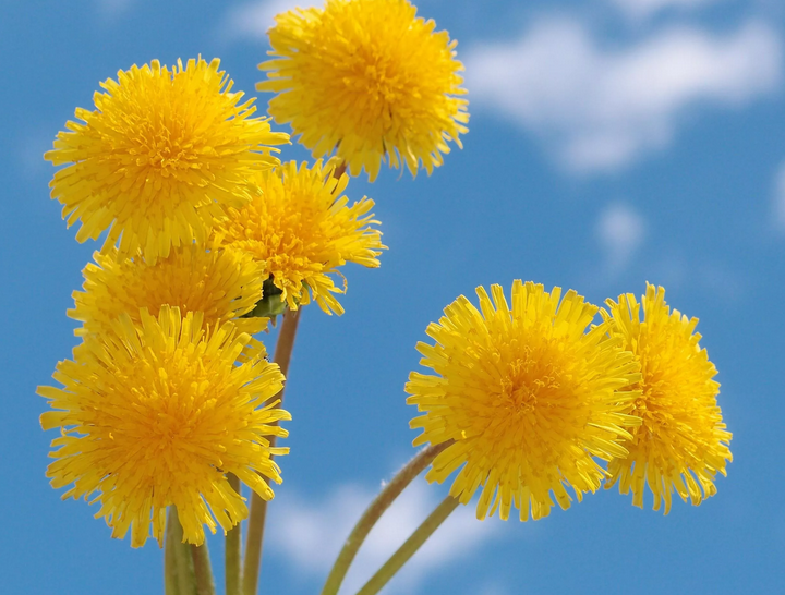 Le pissenlit est une fleur de talisman