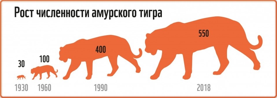 The number of Amur tigers