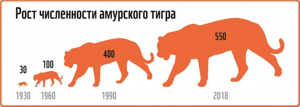 El número de tigres amur