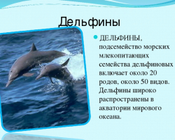 Делфин риба или сисар - карактеристика животиње за лекцију биологије: како се разликује од рибе, шта једе, колико живи, живи?