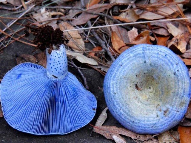 Monstrucciones azules con una pierna azul, azul en el corte: nombre, foto, descripción. ¿Es posible comer champiñones con una pierna azul o púrpura?