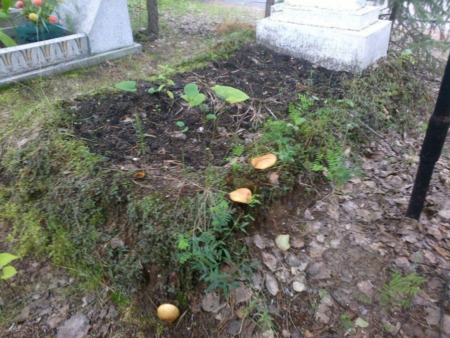 Обычно грибы растут на старых могилах