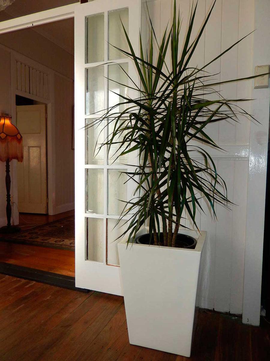 Dracaena décorera parfaitement l'intérieur