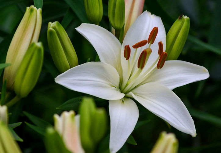 Flower Talisman Lily