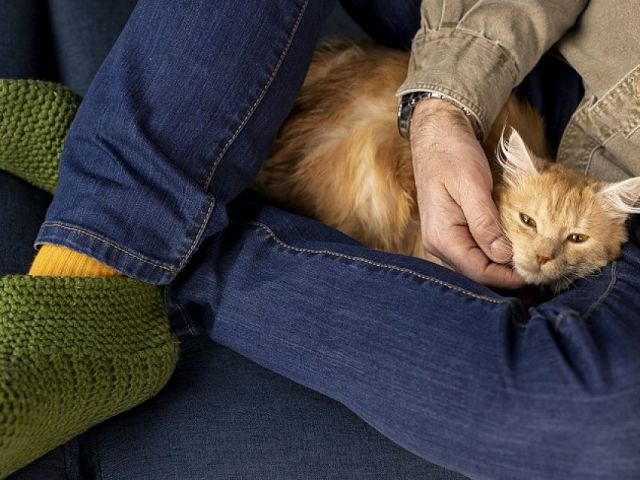 Примета: почему кошка ночью спит в ногах у человека, хозяина? Почему кот или кошка спит именно в ногах?