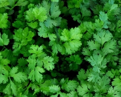 Cisisa: chemical composition, calorie content per 100 grams, beneficial properties, food value and contraindications. What is the useful cins, is it possible to dry and freeze the cilantro for the winter, is there a flowering cilantro, pregnant, nursing?