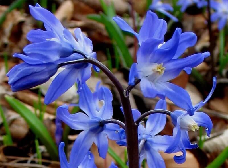 Первые синие весенние цветы в саду