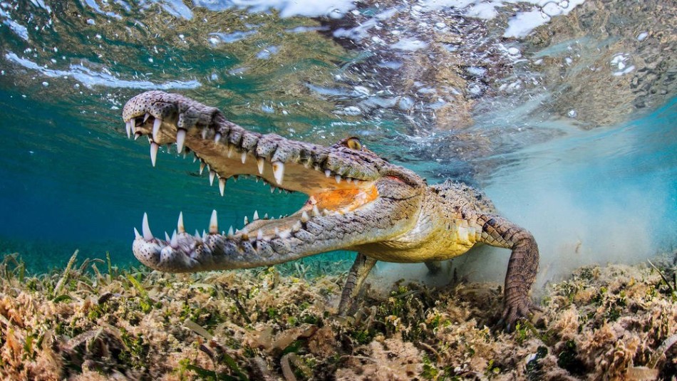 Крокодил в воде приснился