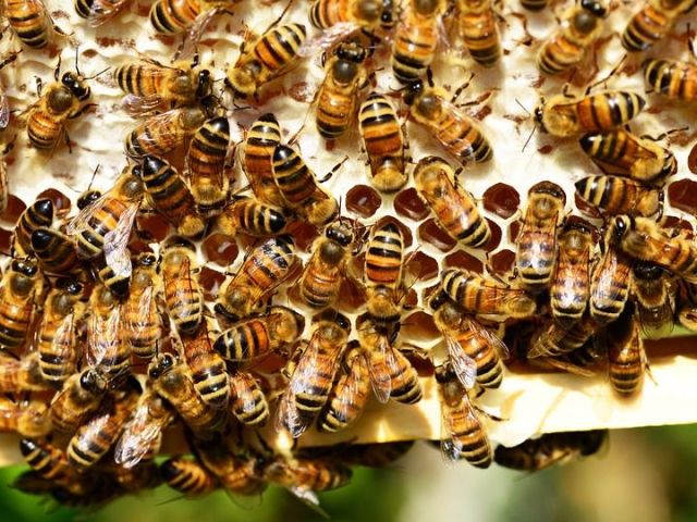 Как использовать пчелиный подмор для суставов? Мазь, настойка, отвар из подмора для лечения суставов