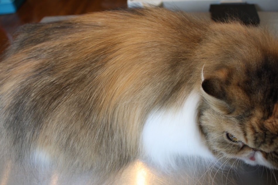 Gato persa después de un corte de pelo