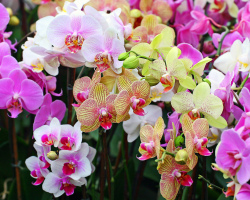 How to propagate at home orchid with cuttings, roots, children and seeds? Features of the propagation of orchids at home