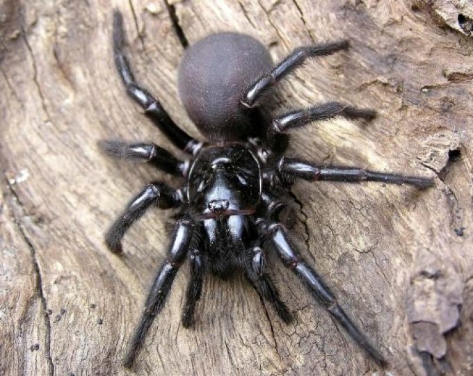 Sydney funnel spider