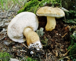 À quoi ressemble le champignon blindaire? Les principales différences entre le champignon des galles et le champignon blanc. Que faire si vous mangez le champignon de la galle?