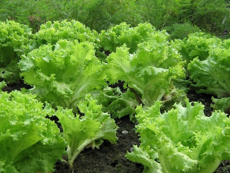 Salad terbuka -tanah