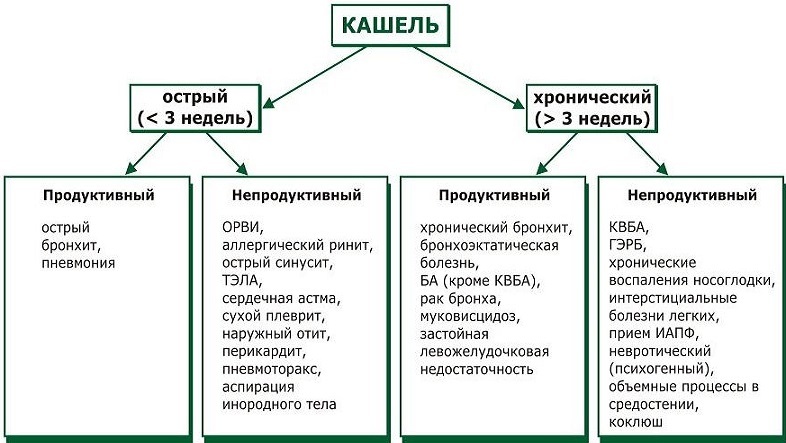 Видове кашлица