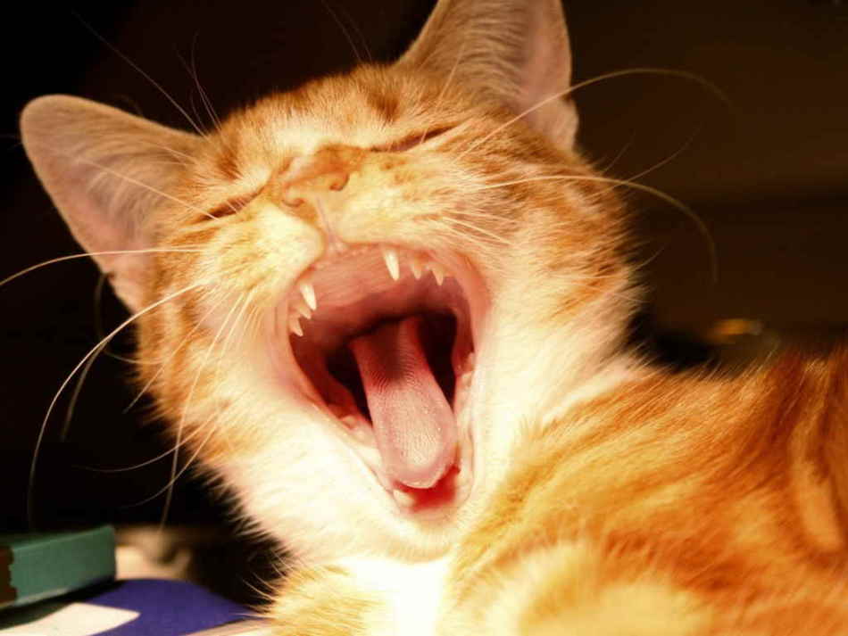 В каком возрасте растут постоянные зубы у кошек?