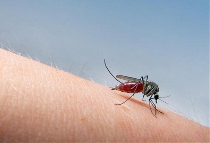 Ugrizi komarjev so lahko nevarni