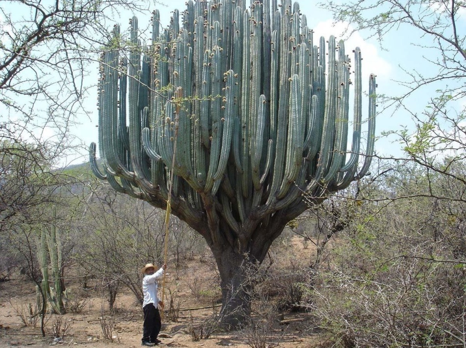 Огромный кактус пахицерус прингли из пустыни сонора
