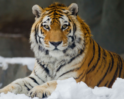 Apa perbedaan antara Amur Tiger dan yang biasa: deskripsi, bagaimana keadaan populasi hewan -hewan ini?