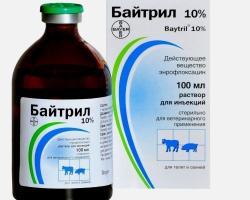 Baitril är ett antibiotikum: instruktioner för användning och dosering för duvor, katter, hundar, kycklingar, fåglar, papegojor, vaktlar, kaniner. Baitril: Analoger och recensioner