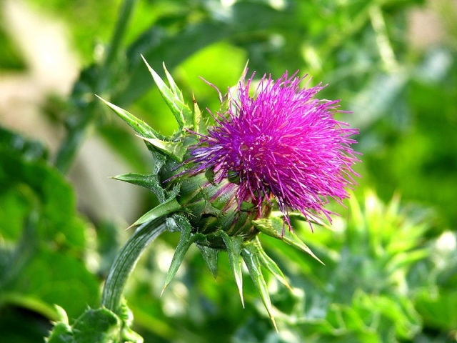Milk thistle oil in cosmetology. How to use milk thistle oil for hair and skin?