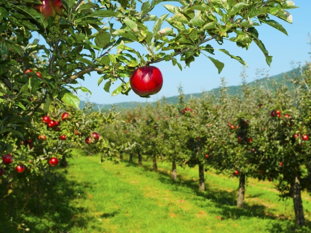 Poda de árboles frutales: técnica, esquema y reglas de primavera y otoño podado de manzanos, peras, cerezas, ciruelas, cerezas, albaricoques, durazno