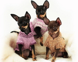 Vêtements tricotés pour les petits chiens - motifs de crochet