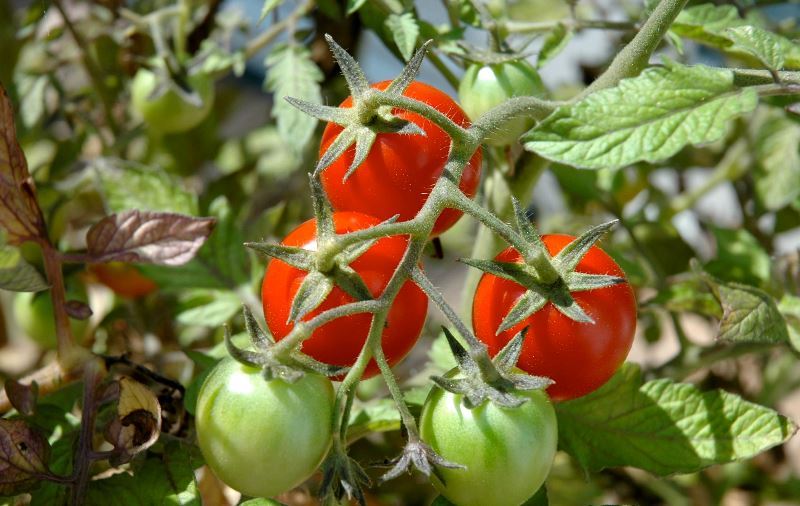 Healthy tomatoes