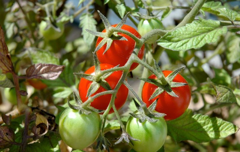 Tomates saines